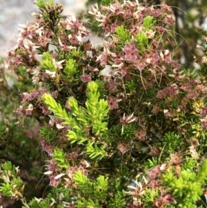 Calytrix tetragona at Carwoola, NSW - 24 Nov 2019