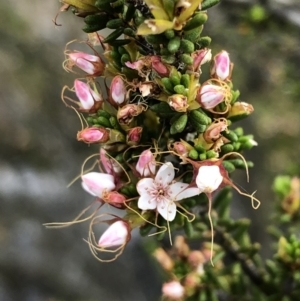 Calytrix tetragona at Carwoola, NSW - 24 Nov 2019