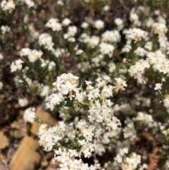 Pimelea (genus) (Rice Flower) at Carwoola, NSW - 18 Dec 2019 by MeganDixon
