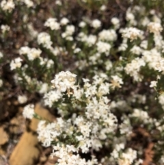 Pimelea sp. (Rice Flower) at Carwoola, NSW - 17 Dec 2019 by MeganDixon