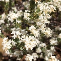 Pimelea sp. at Carwoola, NSW - 18 Dec 2019 10:25 AM