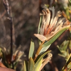 Pimelea sp. at Carwoola, NSW - 18 Dec 2019