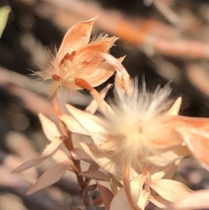 Pimelea sp. at Carwoola, NSW - 18 Dec 2019