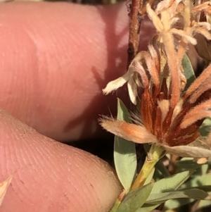 Pimelea sp. at Carwoola, NSW - 18 Dec 2019