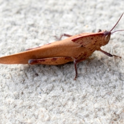 Goniaea australasiae (Gumleaf grasshopper) at Wamboin, NSW - 10 Dec 2019 by Varanus