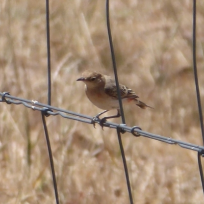 Epthianura tricolor (Crimson Chat) at Holt, ACT - 4 Dec 2019 by Christine