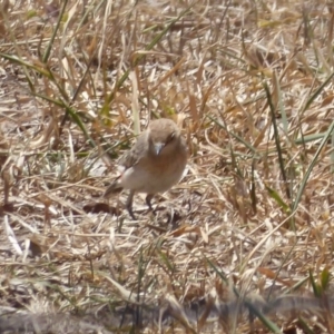 Epthianura tricolor at Holt, ACT - 4 Dec 2019