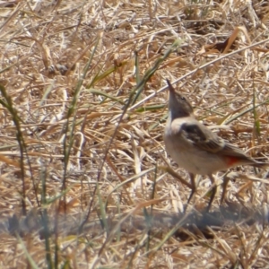 Epthianura tricolor at Holt, ACT - 4 Dec 2019