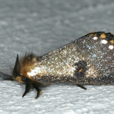 Epicoma contristis (Yellow-spotted Epicoma Moth) at Ainslie, ACT - 11 Dec 2019 by jb2602