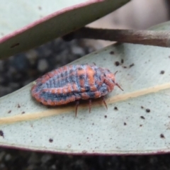 Monophlebulus sp. (genus) at Flynn, ACT - 3 Dec 2019