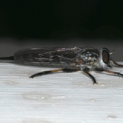 Cerdistus sp. (genus) (Slender Robber Fly) at Ainslie, ACT - 10 Dec 2019 by jbromilow50