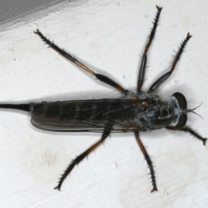 Cerdistus sp. (genus) at Ainslie, ACT - 11 Dec 2019 07:19 AM