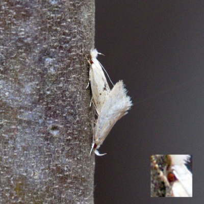 Zacorus carus (Wingia group moth) at Tidbinbilla Nature Reserve - 10 Dec 2019 by Marthijn