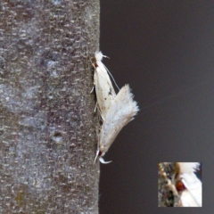 Zacorus carus (Wingia group moth) at Paddys River, ACT - 10 Dec 2019 by Marthijn