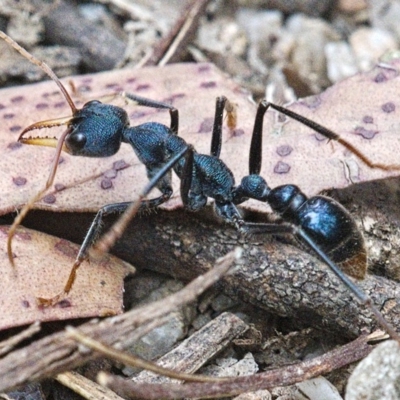 Myrmecia tarsata (Bull ant or Bulldog ant) at Tidbinbilla Nature Reserve - 10 Dec 2019 by Marthijn