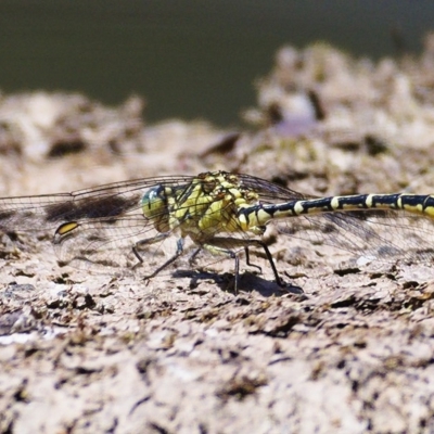 Austrogomphus guerini (Yellow-striped Hunter) at Paddys River, ACT - 11 Dec 2019 by Marthijn