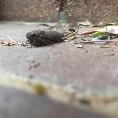 Galanga labeculata (Double-spotted cicada) at Hackett, ACT - 8 Dec 2019 by WalterEgo