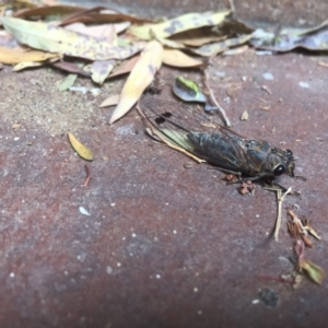 Galanga labeculata at Hackett, ACT - 8 Dec 2019 11:18 AM