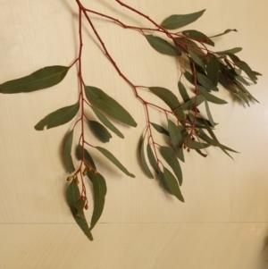 Eucalyptus melliodora at Gordon, ACT - 11 Dec 2019 11:22 AM