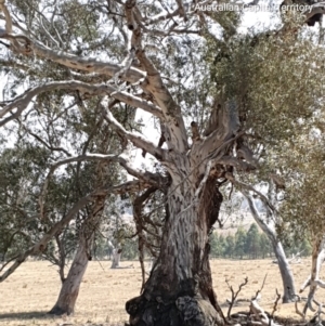 Eucalyptus melliodora at Gordon, ACT - 11 Dec 2019