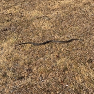 Austrelaps ramsayi at Wingecarribee Local Government Area - 11 Dec 2019 05:39 PM