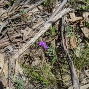 Swainsona sp. at Providence Portal, NSW - 9 Dec 2019