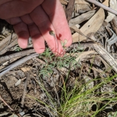 Swainsona sp. at Providence Portal, NSW - 9 Dec 2019