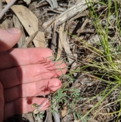 Swainsona sp. at Providence Portal, NSW - 9 Dec 2019