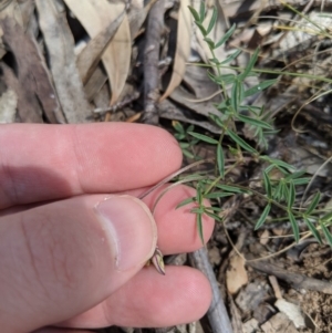 Swainsona sp. at Providence Portal, NSW - 9 Dec 2019