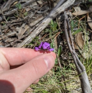 Swainsona sp. at Providence Portal, NSW - 9 Dec 2019