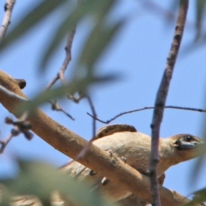 Philemon citreogularis at Fadden, ACT - 11 Dec 2019