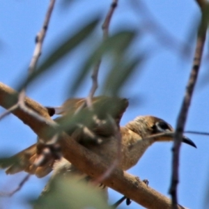 Philemon citreogularis at Fadden, ACT - 11 Dec 2019