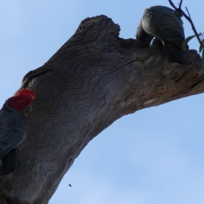 Callocephalon fimbriatum (Gang-gang Cockatoo) at Mount Ainslie - 6 Dec 2019 by WalterEgo