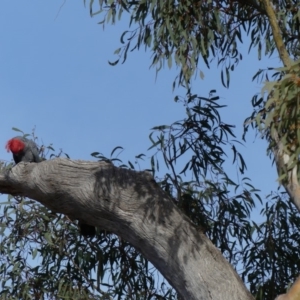 Callocephalon fimbriatum at Ainslie, ACT - suppressed