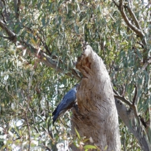 Callocephalon fimbriatum at Ainslie, ACT - suppressed