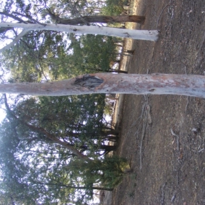 Eucalyptus mannifera (Brittle Gum) at Red Hill to Yarralumla Creek - 10 Dec 2019 by MichaelMulvaney