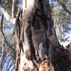 Eucalyptus globulus subsp. bicostata (Southern Blue Gum, Eurabbie) at Hughes, ACT - 10 Dec 2019 by MichaelMulvaney