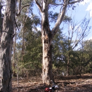 Eucalyptus globulus subsp. bicostata at Hughes, ACT - 10 Dec 2019 04:35 PM