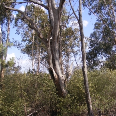 Eucalyptus melliodora (Yellow Box) at Garran, ACT - 10 Dec 2019 by MichaelMulvaney
