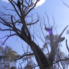 Eucalyptus melliodora at Garran, ACT - 10 Dec 2019