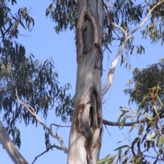 Eucalyptus bicostata (Southern Blue Gum, Eurabbie) at Federal Golf Course - 10 Dec 2019 by MichaelMulvaney