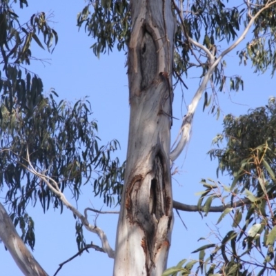 Eucalyptus globulus subsp. bicostata (Southern Blue Gum, Eurabbie) at Red Hill to Yarralumla Creek - 10 Dec 2019 by MichaelMulvaney