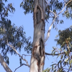 Eucalyptus globulus subsp. bicostata (Southern Blue Gum, Eurabbie) at Hughes, ACT - 10 Dec 2019 by MichaelMulvaney