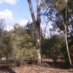 Eucalyptus globulus subsp. bicostata at Hughes, ACT - 10 Dec 2019