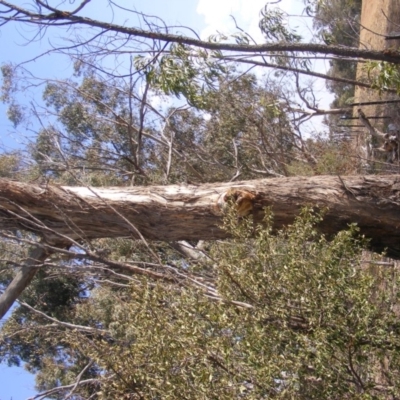 Eucalyptus melliodora (Yellow Box) at Federal Golf Course - 10 Dec 2019 by MichaelMulvaney