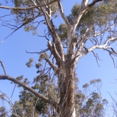 Eucalyptus melliodora at Hughes, ACT - 10 Dec 2019