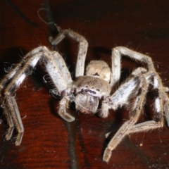 Isopeda sp. (genus) (Huntsman Spider) at Aranda, ACT - 24 Oct 2015 by JanetRussell