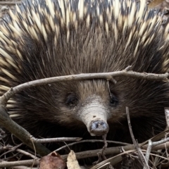 Tachyglossus aculeatus (Short-beaked Echidna) at Quaama, NSW - 8 Dec 2019 by FionaG