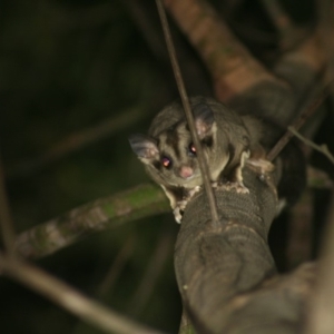 Petaurus notatus at Quaama, NSW - 19 Nov 2014