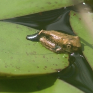 Litoria peronii at Quaama, NSW - 21 Jan 2011